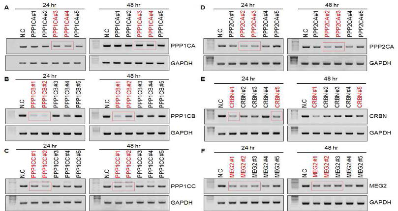 PTPs 각각의 유전자에 대한 Functional siRNA sequence 선별