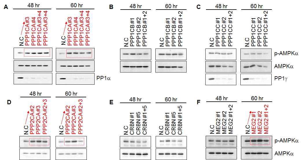 선별된 Functional siRNA sequences에 대한 AMPK의 활성 변화 분석