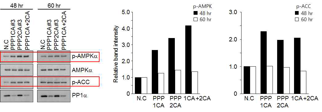 siRNA 복합처리에 따른 AMPK와 ACC1의 활성 동시 검출