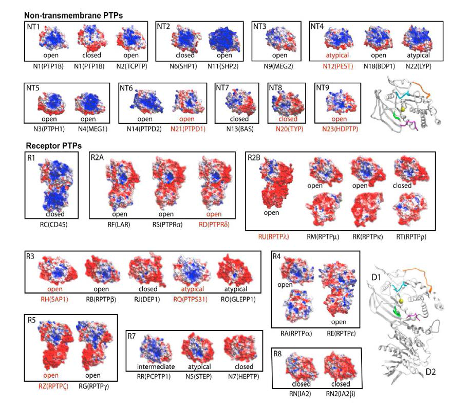 Diversity in Surface Electrostatic Potential across the PTPome