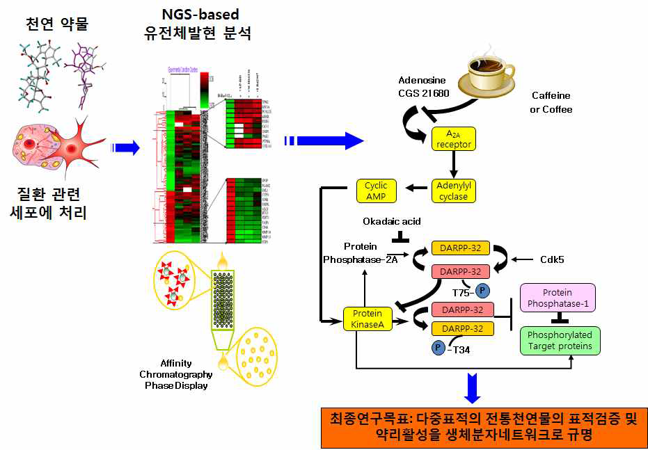 유전체 및 단백체의 발현변화를 세포 또는 동물 조직수준에서 분석하여 활성물질의 표적을 발굴하는 연구모식도