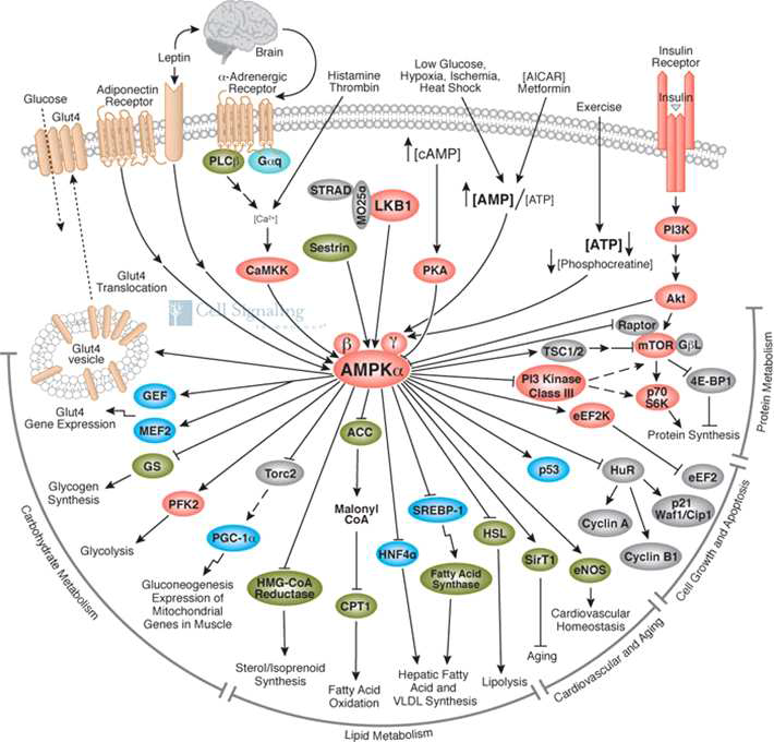 AMPK의 역할 및 관련된 AMPK의 신호전달 기작