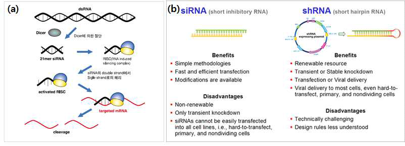 (a)RNAi 경로, (b)효과적인 유전자 발현 조절을 위한 siRNA와 shRNA의 비교