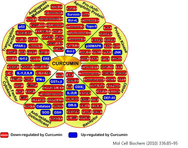 커큐민에 대해 보고된 다중표적