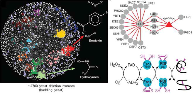 Yeast의 결손 돌연변이를 이용한 유전자 기능 분석