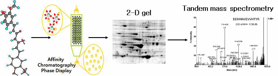 Affinity-based column과 2-D gel 시술을 이용한 표적 발굴