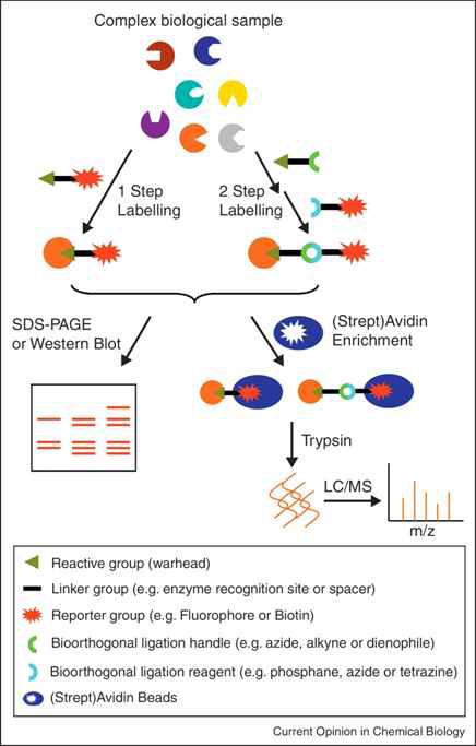 Activity-based probe profiling을 나타낸 모식도