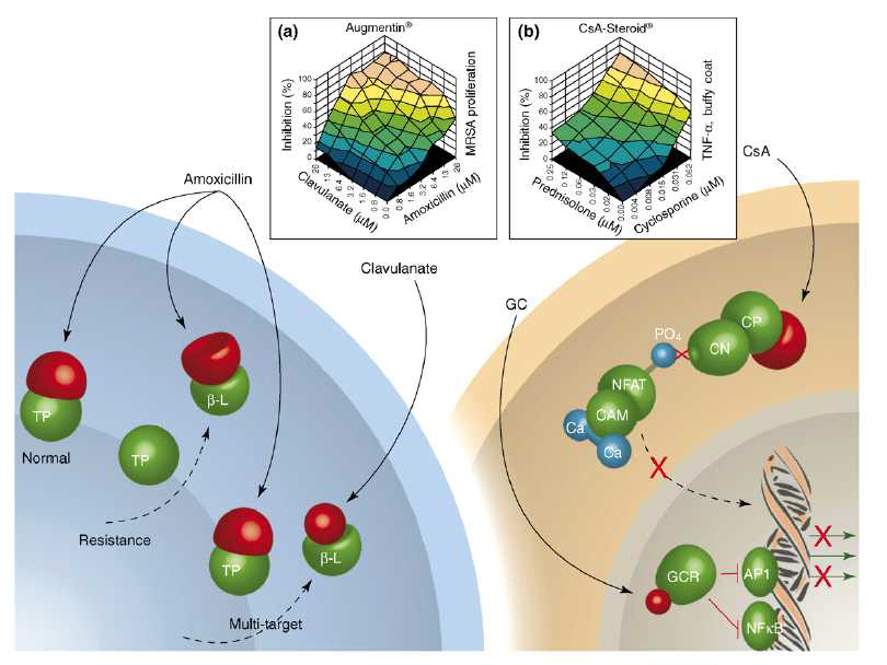 (a) 조합항생제인 Augmentin의 작용기작(β-lactamase를 불활성화 시키는 항생제인 Clavulanate와 미생물 세포벽 합성 저해제인 Amoxillin의 조합), (b) 면역억제제로써의 기능을 하는 CsA-Steroid