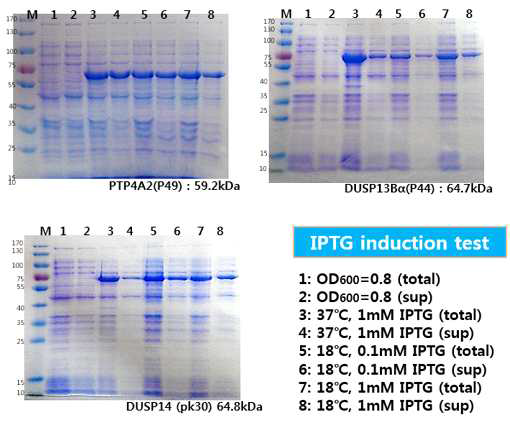 클로닝된 protein phosphatase의 발현 테스트결과 예시