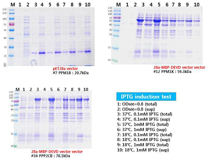 클로닝된 protein phosphatase의 발현 테스트결과 예시