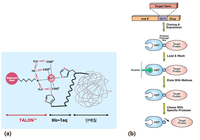 Histidine tag과 Maltose binding protein tag을 이용한 PTP의 정제에 대한 모식도