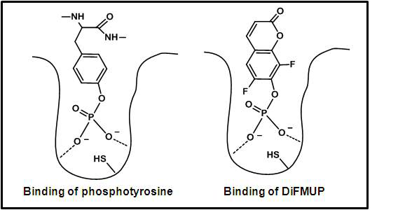 DiFMUP와 탈인산화효소의 결합을 나타낸 모식도