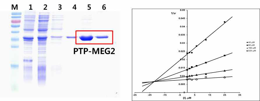 PTP-MEG2와 Cryptotanshinone의 저해양상 분석