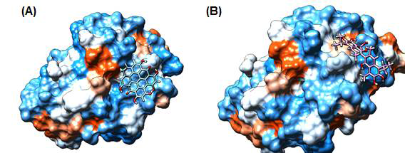 SSH 탈인산화효소와 hit 화합물(hypericin과 acetate gossypol)의 결합 예측 모델