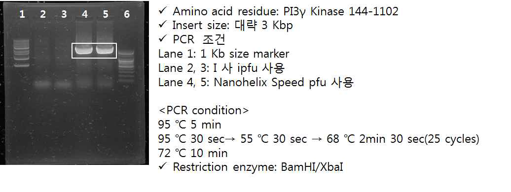 전기영동을 통해 확인된 kinase 유전자