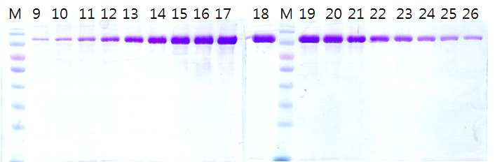 곤충세포로부터 정제된 PI3 kinase