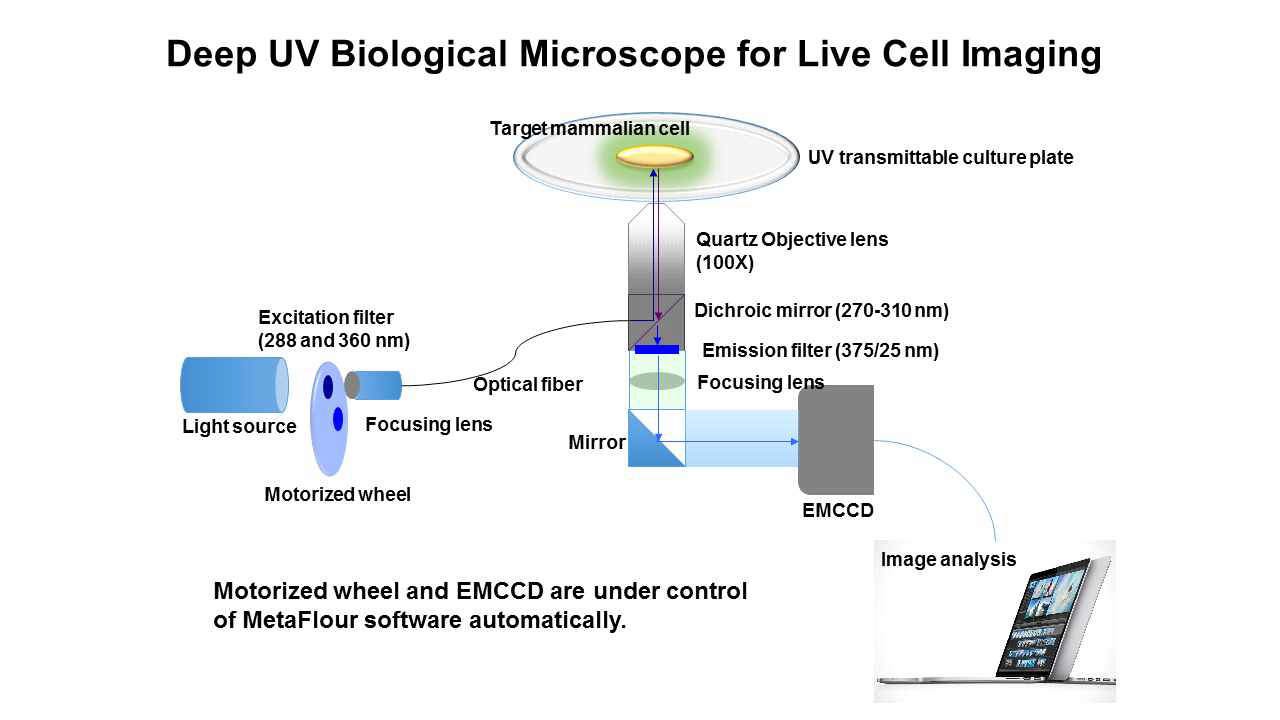 무표지이미징을 위한 Deep UV 형광생물현미경의 모식도