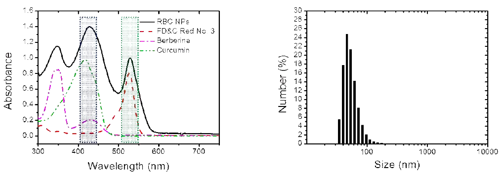 식용색소 기반 나노조영제의 광 흡수 스펙트럼 (좌) 및 입자 크기 분포 (우)