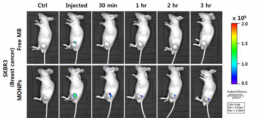 동물 질환 모델 (SKBR3, 유방암 모델)에서의 Free MB (상), MONPs (하)의 형광이미징을 통한 유효성 평가 및 비교