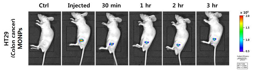 동물 질환 모델 (HT29, 대장암 모델)에서의 MONPs 형광이미징을 통한 유효성 평가