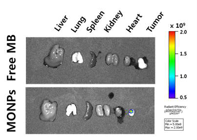 동물 질환 모델 (HT29, 대장암 모델)에서 MONPs 국소 주사 1시간 후 적출 장기 형광 이미징