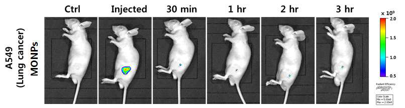 동물 질환 모델 (A549, 폐암 모델)에서의 MONPs 형광이미징을 통한 유효성 평가