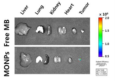 동물 질환 모델 (A549, 폐암 모델)에서 MONPs 국소 주사 1시간 후 적출 장기 형광 이미징