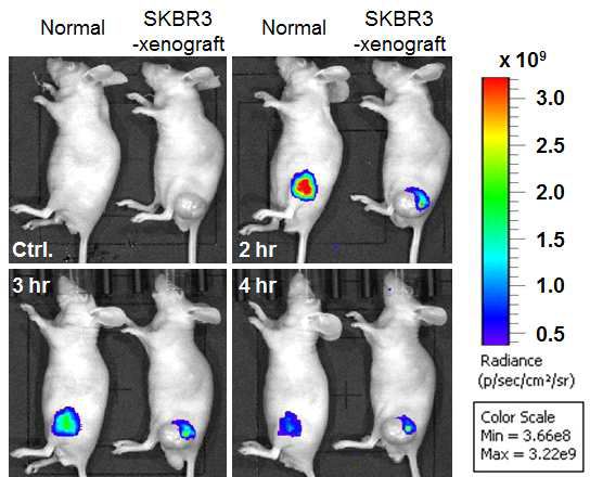 동물 질환 모델 (SKBR3, 유방암 모델)에 각각 Free MB (상)와 MONPs(하) 국소 주사 1시간 후 적출 장기 형광 이미징