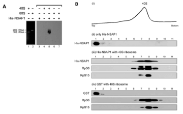 NSAP1과 HCV IRES 40S 리보솜의 결합. (A) agarose gel binding assay를 통해 40S와 NSAP1이 결합함을 확인함. (B) Sucrose gradient 분석을 통해 NSAP1이 40S 리보솜과 결합함을 확인함.