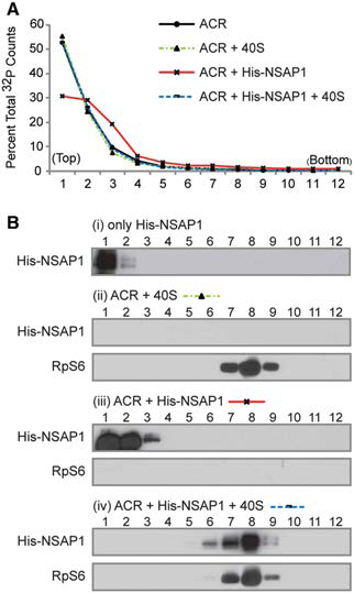 Sucrose gradient 분석을 통해 NSAP1이 HCV IRES와 결합한 뒤 리보솜과 결합하면서 HCV IRES와 떨어짐을 확인 함. (A) 동위원소 표지된 HCV IRES RNA의 분포. (B) 각 fraction 상에 존재하는 NSAP1과 리보솜 단백질.