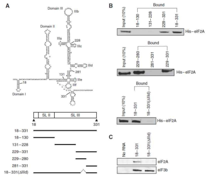 HCV IRES의 IIId domain이 eIF2A와의 결합에 중요함. (A) HCV IRES의 구조와 구획별로 나뉜 형태에 대한 모식도. (B) HCV IRES의 IIId domain을 포함한 RNA만이 eIF2A와 결합함. (C) HCV IRES의 IIId domain만을 제거할 경우 eIF2A가 결합 하지 못함.