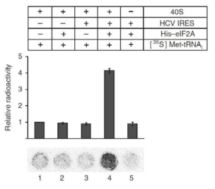 in vitro filter binding 분석을 통해 eIF2A와 HCV IRES가 동시에 존재해야지만 40S 리보솜에 개시 tRNA가 결합함을 확인.