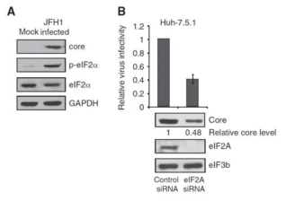 HCV가 증식하는데 eIF2A가 필요로 함. (A) HCV가 감염된 세포에서는 eIF2가 인산화 됨. (B) HCV를 eIF2A knock-down cell에 감염시킬 경우 감염이 감소함.