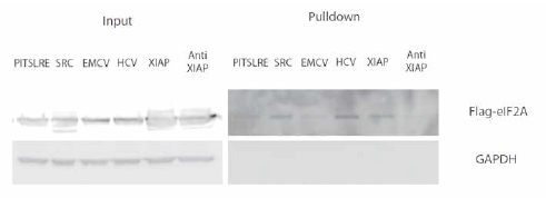 스트레스에 저항성을 가지는 XIAP, PITSLRE, c-Src의 IRES를 과발현한 eIF2A와 함께 pull down한 결과 c-Src의 경우 가장 강한 결합을 보여 줌.