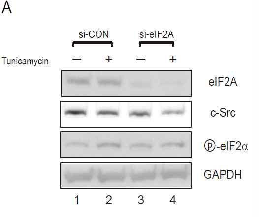 eIF2A를 knockdown한 뒤 스트레스를 주는 tunicamycin을 처리한 결과 c-Src 단백질 양이 eIF2A가 knockdown 된 상황에서 감소함을 보임.
