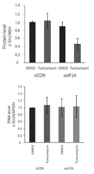 eIF2A를 knockdown 한 뒤 tunicamycion을 처리하게 되면 단백질의 양은 감소하게 되지만 c-Src의 mRNA양은 변화 없음.