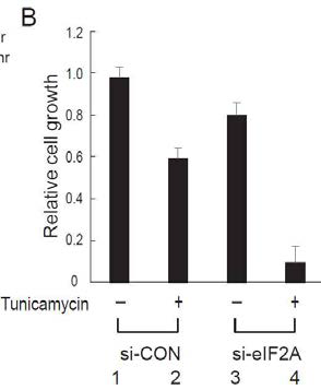 eIF2A를 knock down할 경우 스트레스 상황에서 세포 성장이 급격히 감소함.