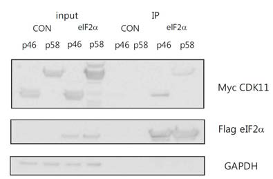 CDK11 p58과 eIF2 alpha 간의 결합 - CDK11 p58과 p46 모두 eIF2 alpha와 결합함을 보여줌.