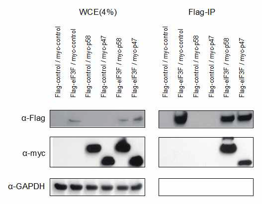 CDK11 p58과 p46이 eIF3F가 결합함