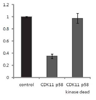 CDK11 p58의 wild type과 kinase dead 돌연변이를 세포내 과발현한 뒤 CAP-의존적 번역을 비교한 결과 wild type의 CDK11 p58에서 CAP-의존적 번역이 감소함.