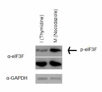 세포를 G2/M기에 정지되도록 nocodazol처리를 한 후 eIF3f의 인산화를 확인한 결과 인산화가 증가함을 확인함.