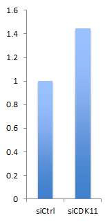 단백질 합성 시에 들어가는 동위원소의 양을 비교한 결과 CDK11 knock down이 G2/M기의 번역 저해를 감소시킴.