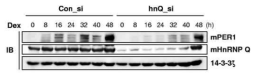 hnRNP Q siRNA에 의한 Per1의 리듬 변화.