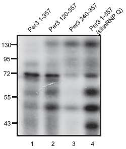 이후 hnRNP Q가 Per3 3’UTR과도 동시에 결합하여 mRNA를 조절할 가능성이 제기됨에 따라 이 단백질이 hnRNP Q임을 면역 침강 실험을 통해 확인하였다