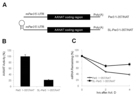 (A) pcDNA vector로부터 modified NAT vector를 이용한 Per3 5’UTR 첨가 vector의 모식도. (B) Hairpin이 첨가된 vector에서 NAT activity의 감소를 통해 확인한 translation 차이. (C) Hairpin이 첨가된 vector에서 endogenous mRNA stability 차이.