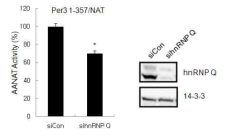 Per3 translation에 미치는 hnRNP Q의 영향을 siRNA로 확인.