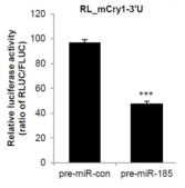 miR-185 발현 양에 따른 Cry1 번역의 감소 양상.