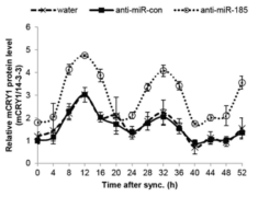miR-185 knockdown에 따른 Cry1 단백질의 리듬 변화 양상.