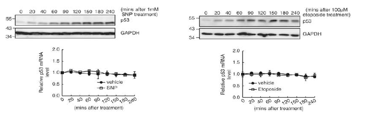 SNP에 의한 oxidative damage 상황 (좌)과 etoposide에 의한 DNA damage 상황 (우)에서 반응하는 p53 단백질의 축적과 p53 mRNA level 비교.