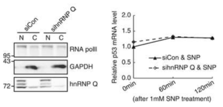 nucleus/cytosol fraction에 따른 hnRNP Q siRNA에 의한 effect 비교 및 mRNA 양적 변화 확인.